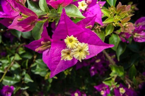 Bougainvillea Glabra Botany of Climbing Plant of the Nyctaginaceae Family Stock Image - Image of ...