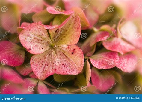 End of summer stock image. Image of garden, petals, autumn - 7182189