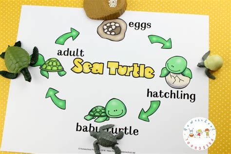 What Is The Life Cycle Of A Sea Turtle