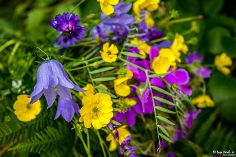 The World Through My Eyes!: Colorful bouquet!