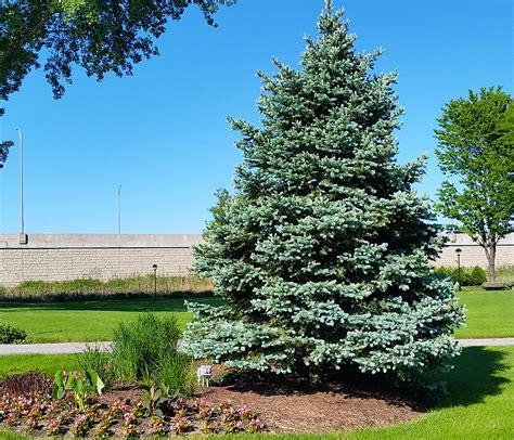 Blue Spruce Seedlings - Dry Rock Trees Nursery - Trees for sale – Dry ...