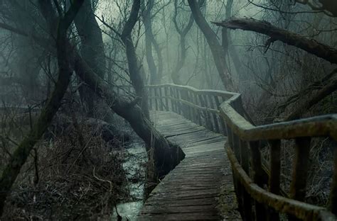 A Trail To Mordor: Terrifying Hidden Forest Path By Gabor Dvornik - Design Swan