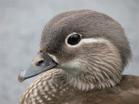 Female Mandarin Duck | (Taken at Martin Mere WWT Lancashire ...