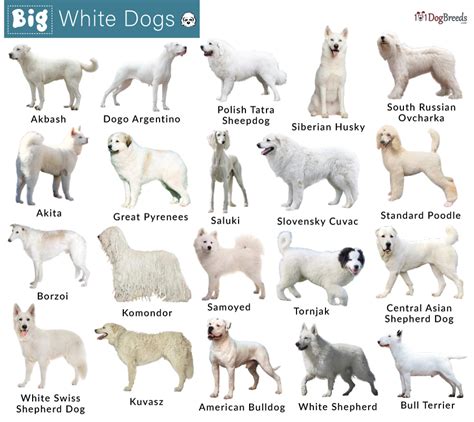 Huge White Dog Breeds