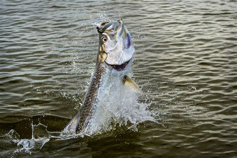 Fly Fishing Photo: Tarpon on the Fly – The Venturing Angler