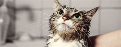 How to Give Your Cat a Flea Bath | Hartz