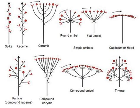 Types of Inflorescence | TYPES OF FLOWERS