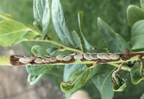 Katydid Eggs - What's That Bug?