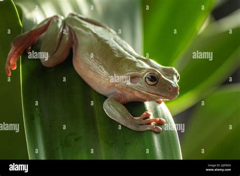 White-lipped tree frog Stock Photo - Alamy