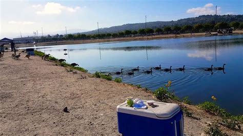 Santa Ana River Lakes June 2020. Geese put on a show for us while we do ...