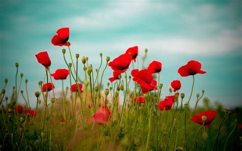 beautiful poppy field-Flowers Desktop Wallpaper Preview | 10wallpaper.com