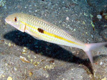 Yellowstripe Goatfish - Mulloidichthys flavolineatus - Goatfishes ...