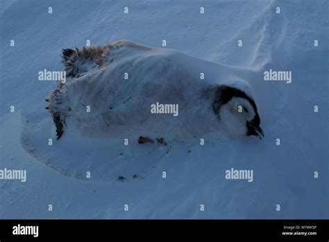 Dead emperor penguin chick hi-res stock photography and images - Alamy