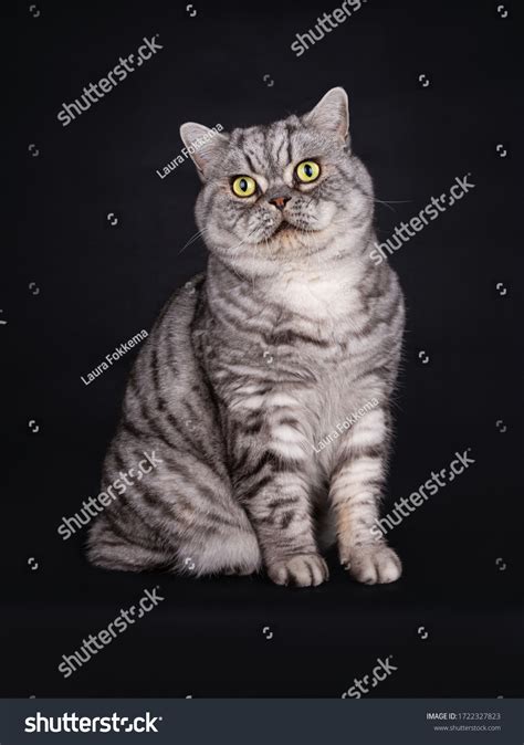 Silver Tabby British Shorthair Tomcat Green Stock Photo 1722327823 | Shutterstock