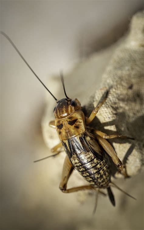 Animal cricket in farming on egg tray. House cricket | Anthem Pest Control