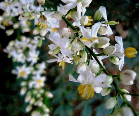 Holy Bamboo Flower Free Stock Photo - Public Domain Pictures