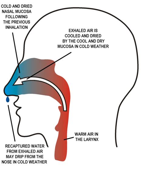 breathing through the nose | Nose, Breathe, Breathing exercises