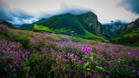 2020 Guide to Valley of flowers- A perfect place to seek solitude and peace