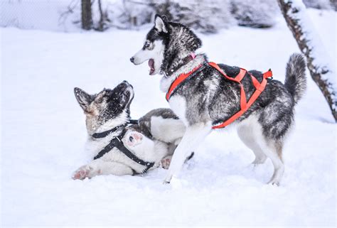 Dogs Playing In The Snow Free Stock Photo - Public Domain Pictures