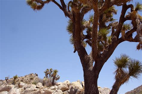 Joshua Tree 1 | California Riding and Hiking Trail Joshua Tr… | Flickr