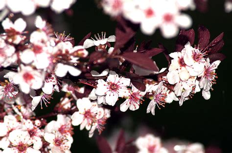 Purple Leaf Sand Cherry Tree Photograph by Bj Hodges - Fine Art America