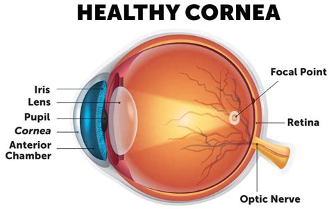 Cornea Diagram