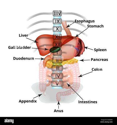 Abdominal organs hi-res stock photography and images - Alamy