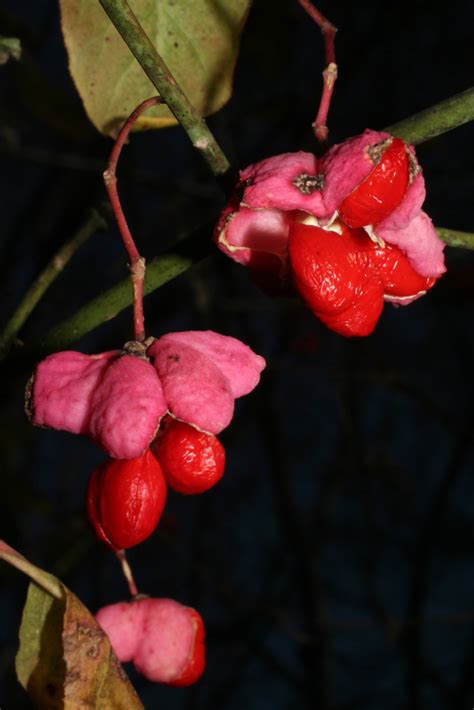 Euonymus atropurpureus (Celastraceae) - fruit - section or open