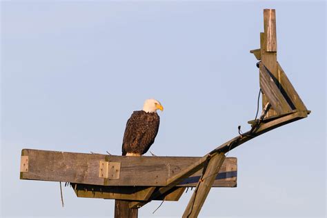 Eagles at Conowingo Dam | WP3 Photography