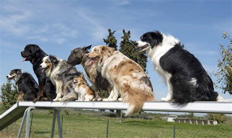 Why You Should Take Your Dog To A Group Training Class | Highland ...