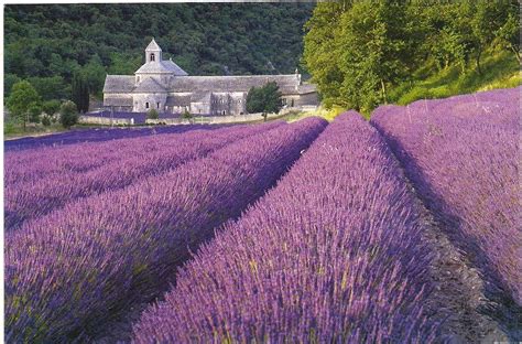 postcards2lufra: Purple Lavender Fields