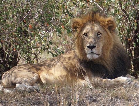 Parque Nacional de Amboseli - Karibu Kenia Travel