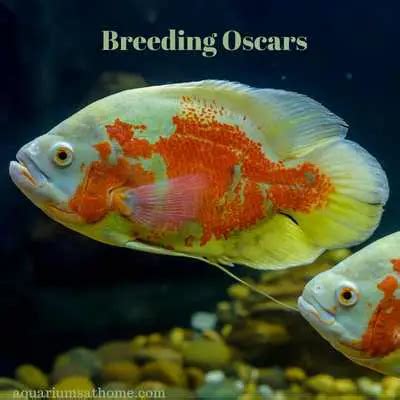 Breeding Oscar fish