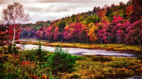 River Between Colorful Trees Covered Forest During Daytime Under White Cloudy Sky HD Nature ...