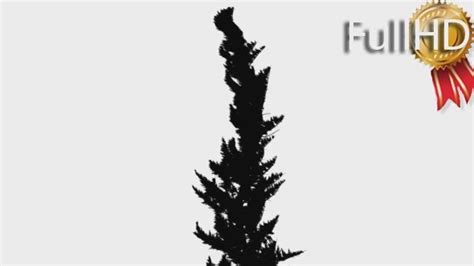 Hollywood Juniper Shrub Silhouette Animated Tree, Motion Graphics ...