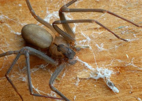 The world's most dangerous spiders | CNN