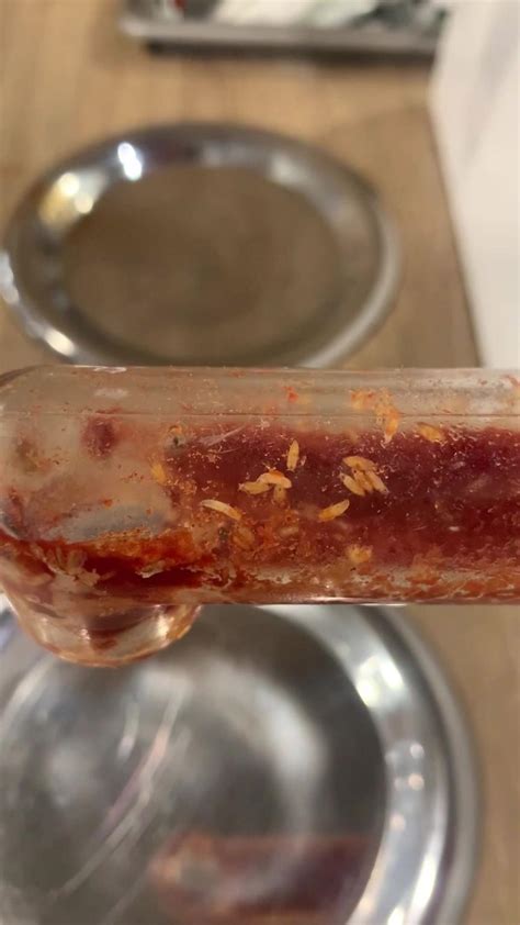 Gross video shows maggots in McDonald's ketchup dispenser