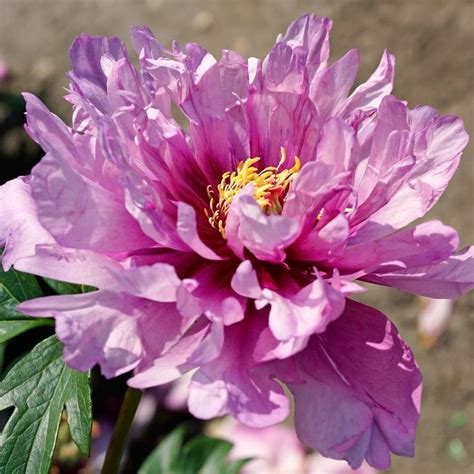 Peony 'First Arrival' - Itoh Peony | Itoh peonies, Spring flowering bulbs, Peonies