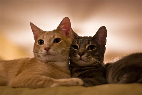 Two orange and brown tabby cats HD wallpaper | Wallpaper Flare