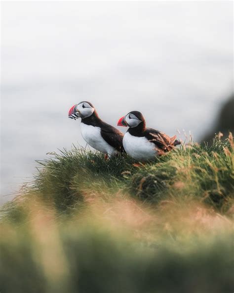 Closeup of puffins with fish | Free Photo - rawpixel