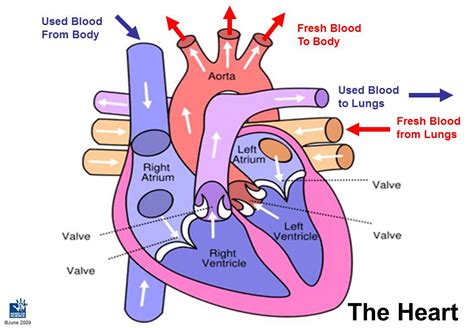 Heart blood flow - itsulsd