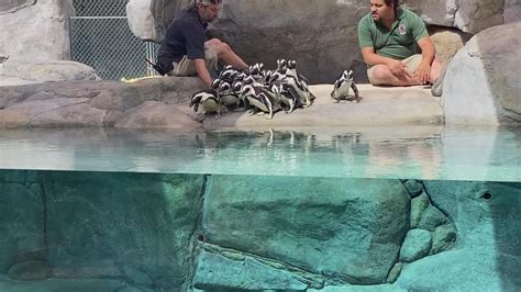 Denver Zoo opening new African penguin habitat | 9news.com