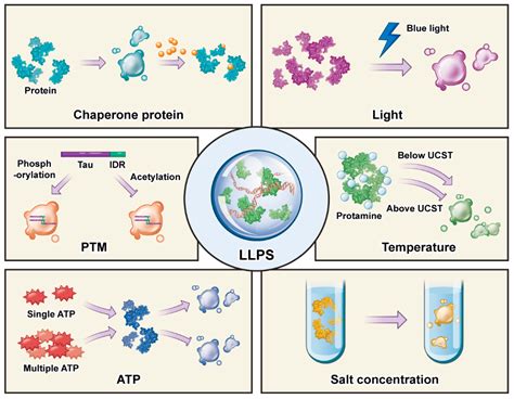 Frontiers Molecular Mechanisms And Cellular Functions Of, 60% OFF