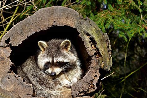 raccoon hiding in tree log - Animals Around The Globe