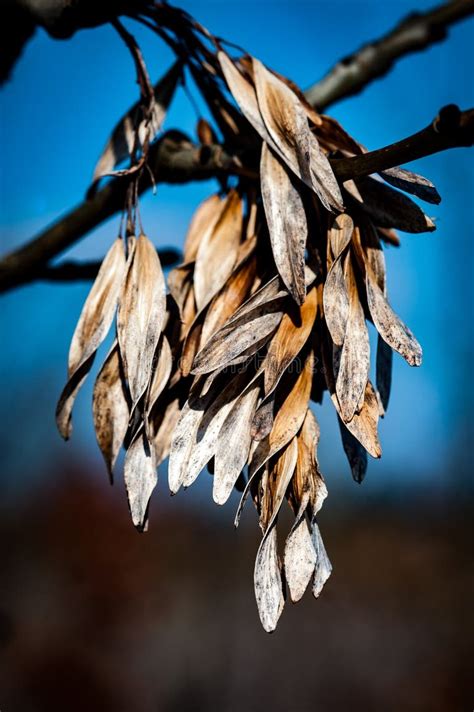 Fraxinus Excelsior Seeds Stock Photos - Free & Royalty-Free Stock Photos from Dreamstime