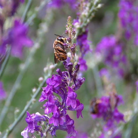 BugBlog: Roosting Wool Carder Bees