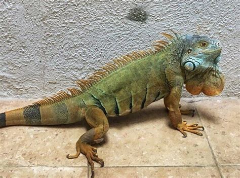 10 Things You Need to Know Before Getting a Pet Green Iguana | PetPress