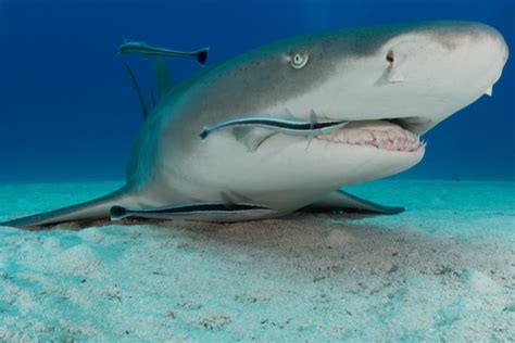 Photographing the Eye of the Tiger (Shark) | PetaPixel