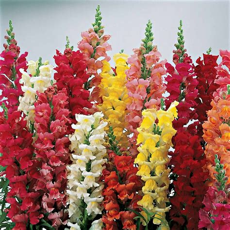 Snapdragon Flower Seeds - Liberty Classic Series - 1000 Seeds - Mix Color Blooms - Annual Flower ...