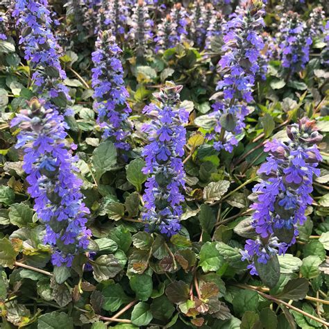 Ajuga reptans 'Bronze Beauty' - Bugleweed (3.5" Pot) | Little Prince To Go